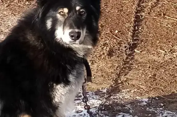 Пропала собака Семён в Пестрецово, Ярославская область