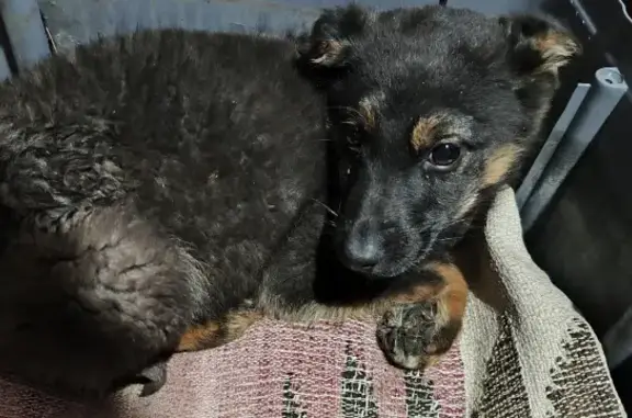 Собаки потеряшки, Новоисетское, фото: Потеряшка собака, найден щенок на улице Ленина