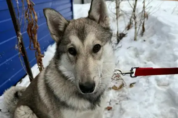 Найдена собака, Красноярск, фото: Собака найдена на Свердловской, 6И