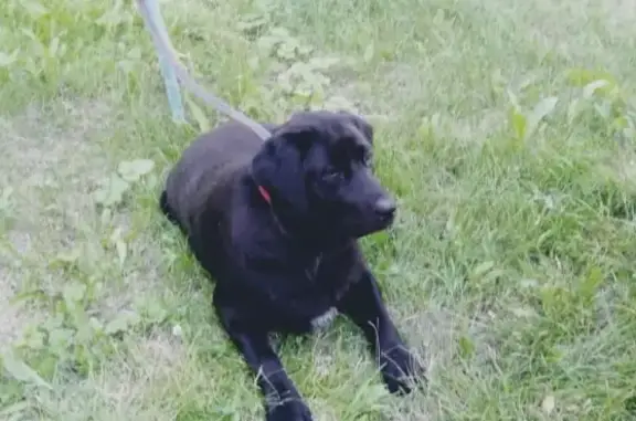 Пропала собака Чара на пл. Революции, Челябинск