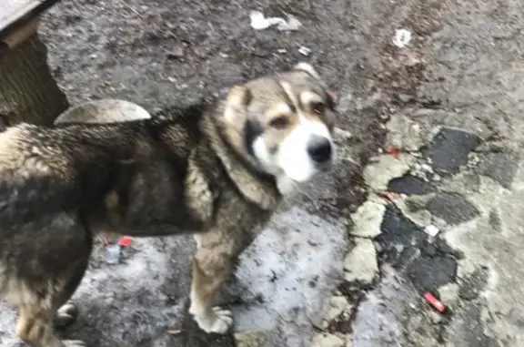 Собака найдена на Ухтомского, 36 в Курске.