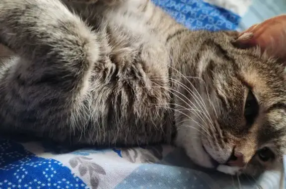 Кошки потеряшки, Красноусольский, фото: Потеряшка кошка на улице Гагарина, Красноусольский.