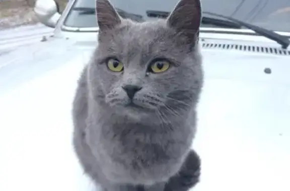 Пропала серая кошка Сима в Карасуке