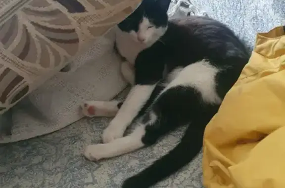 Найдена ручная кошка на Институтской, Щёлково