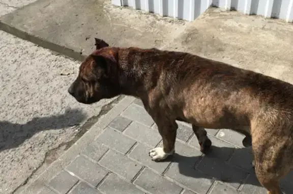 Найдена собака в крови в Севастополе