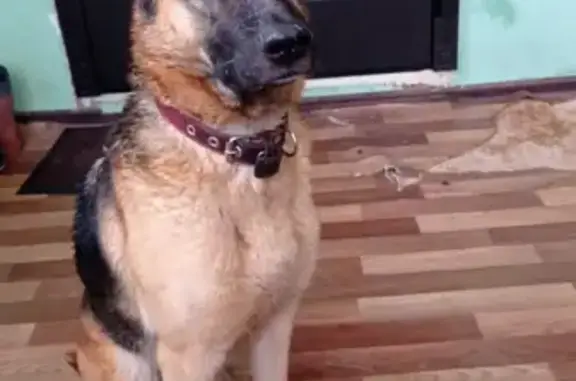 Найдена собака в Щапово, нужен дом