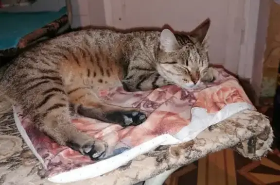 Пропала кошка Ксюша, посёлок Биокомбината, вознаграждение 5000 руб.
