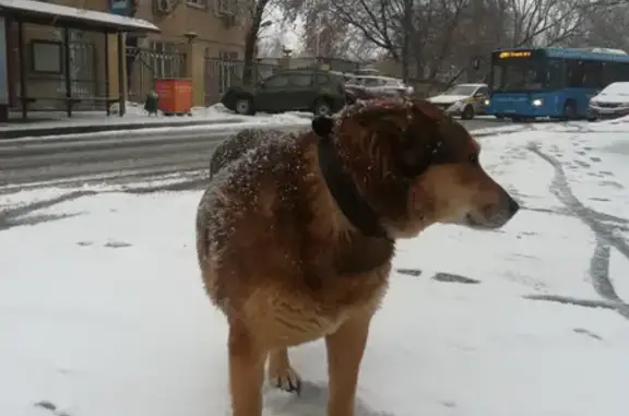 Собака найдена на 3-м Сетуньском проезде, Москва.