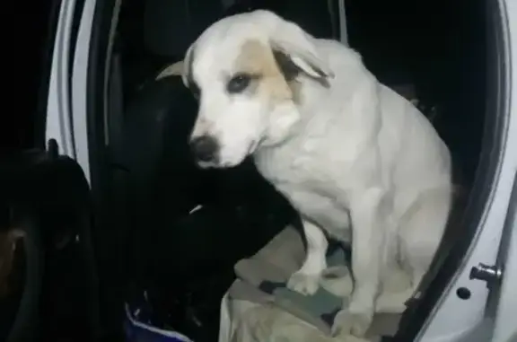 Пропал кураторский пёс в Чубовке, Самарская область.