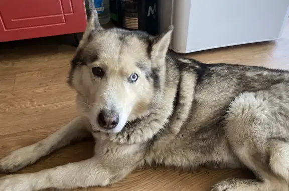 Найдена собака, Волгоград, фото: Найдена хаски возле ТЦ Европы сити, ищем хозяев или отдадим в добрые руки.