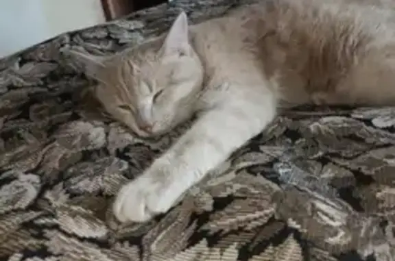 Пропала кошка в Курумоче, Самарская область