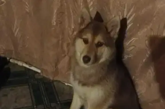 Собаки потеряшки, , фото: Потеряшкаи две хаски в Московской области