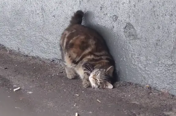 Найдена беременная кошка в проезде Черского 21А