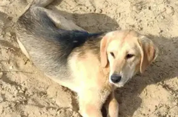 Пропала пегая собака возрастом 8 месяцев в Екатеринкинском сельском поселении (34К-97)