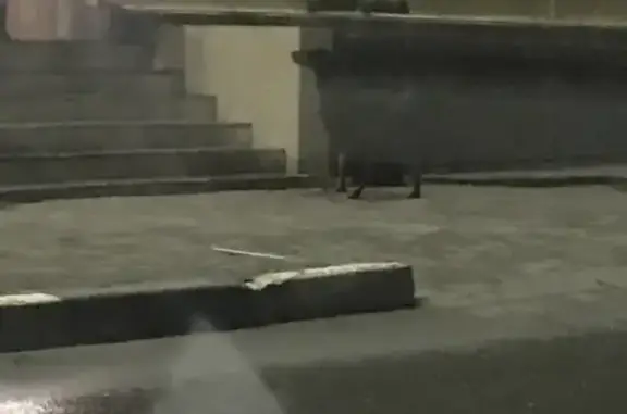 Найдена собака на улице Студёновской, Липецк