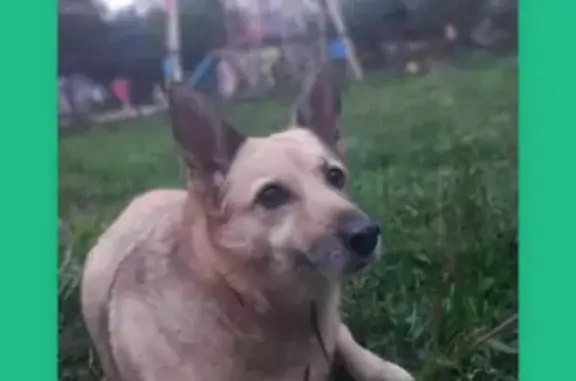 Пропала собака Вета в Тимирязевском сквере, Новосибирск