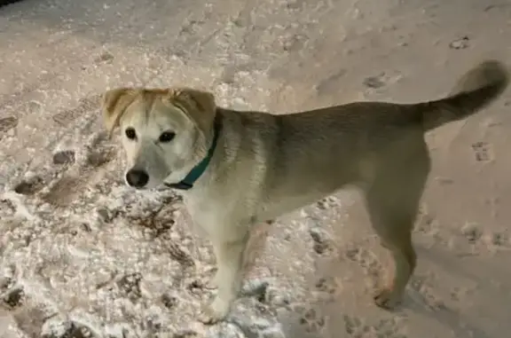 Найдена собака в Москве, м. Водный стадион, Кронштадтский бульвар