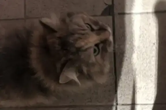 Потерянная кошка на ул. Молодогвардейцев, 39 в Челябинске