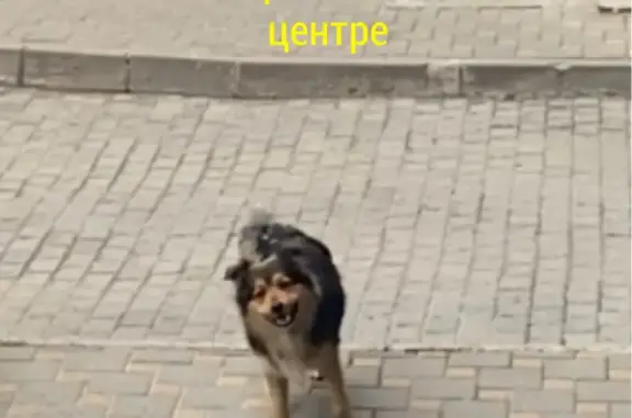 Собака найдена на Большой Садовой, Ростов-на-Дону