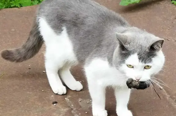 Пропал кот Богдан, белый с серым, площадь Октября, 10, Бавлы.