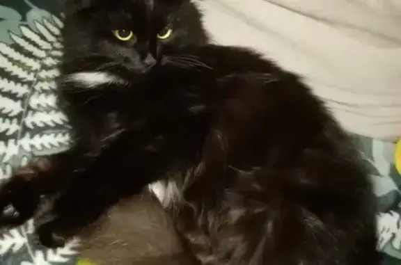 Кошки потеряшки, Киров, фото: Потеряшка кошка на Переходной улице, Канахины