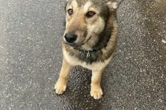 Собака найдена в Поселке Мирный на Крымской улице (метис, 7-8 месяцев)