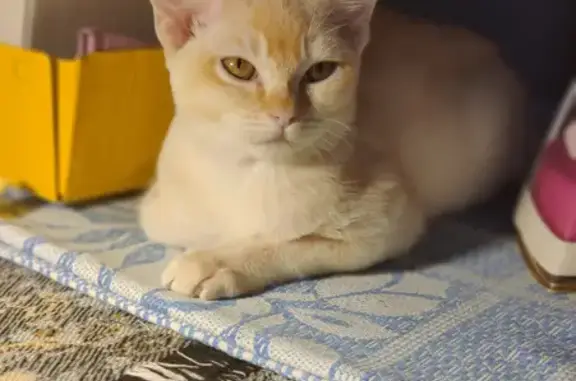Пропала бурманская кошка на аллее Поликарпова, 5, СПб