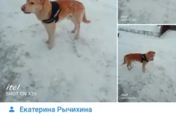 Пропала собака Бадди в Коммунарах, Ленобласть