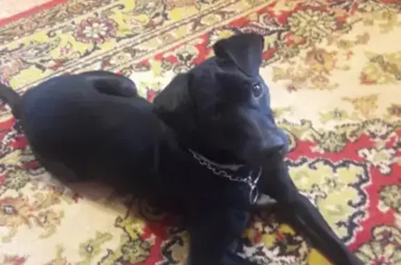 Собаки потеряшки, Нижний Новгород, фото: Потеряшка собака в Ленинском районе, ул. Грекова, кличка Сэм, вознаграждение