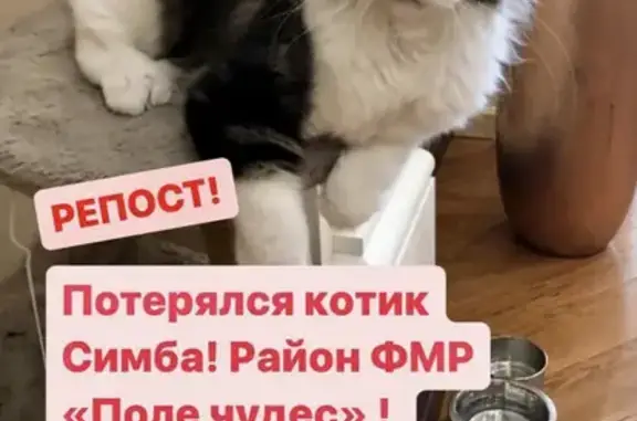 Пропала кошка Симба, ул. Атарбекова, Краснодар.