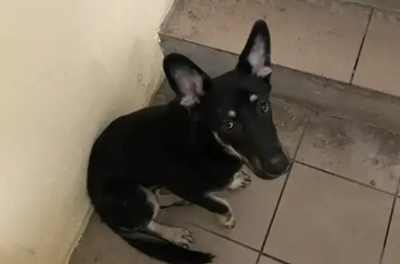 Найдена собака Макс на Кавказской, 26 в Уфе