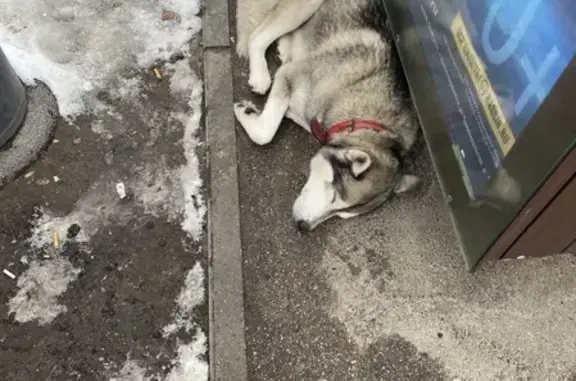 Найдена собака, Калининград, фото: Найден хаски Балу на Флотской улице в Калининграде