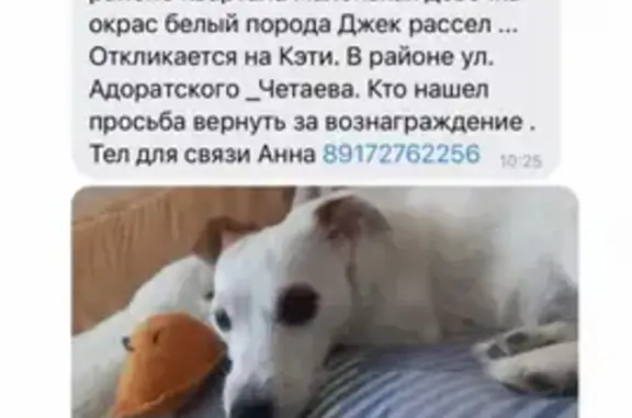 Пропала собака Кэйти на ул. Адоратского, Казань