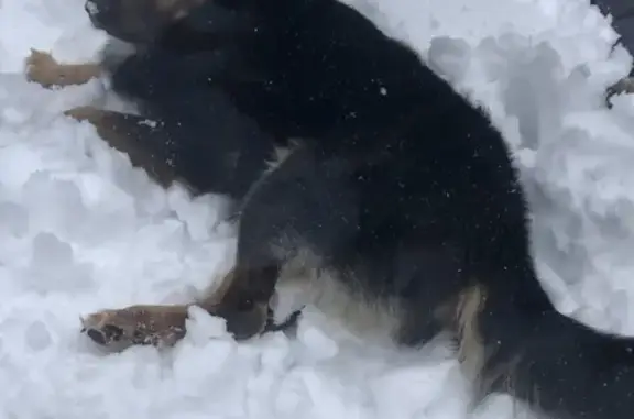 Пропала собака Марс в Алеканово, Рязанская область