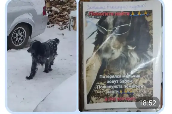 Пропала собака Барон на ул. Ялуторовская, 36