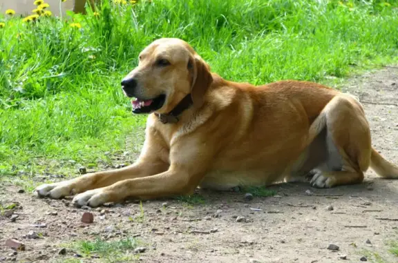 Пропала собака Гусля в Великолукском районе
