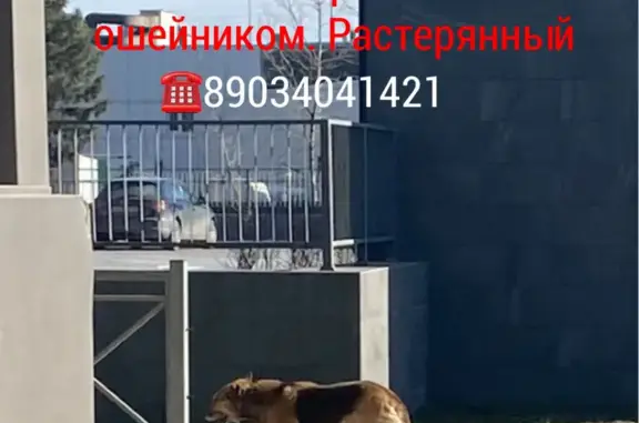 Потерянный пес на Большой Садовой, Ростов-на-Дону