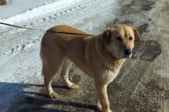 Собака найдена у Варшавского вокзала, Гатчина