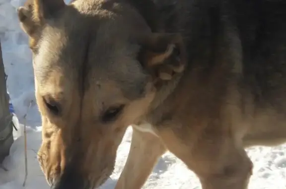 Найдена собака на улице Монастырка