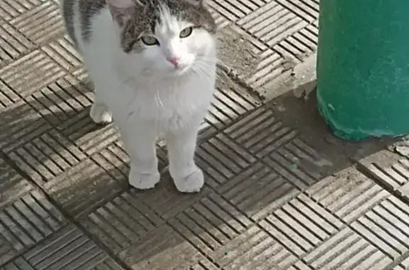 Ухоженная кошка ищет хозяев на Звёздной улице в Сызрани