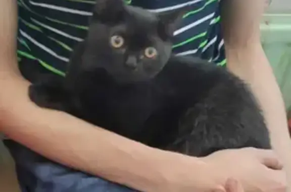 Найдена кошка на Кубинской, 36 в СПб.