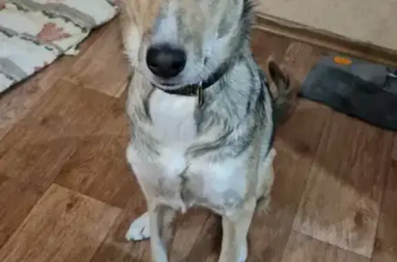 Найдена молодая собака-дворняга в Ангарске, адрес - 92