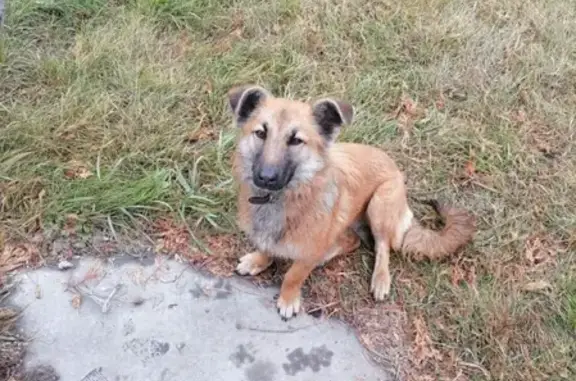 Пропала собака на Лесной улице