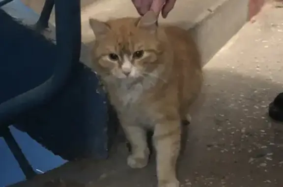 Кот найден на улице Пришвина, 2 в Новосибирске.