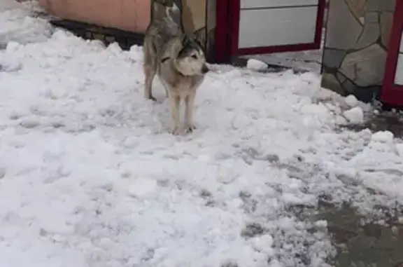 Собака с ошейником в Усть-Кинельском