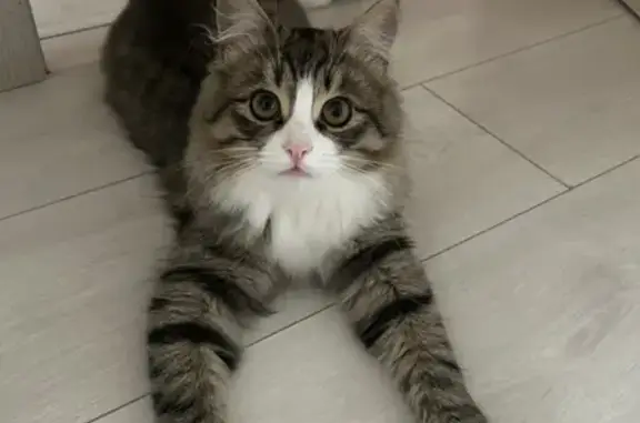 Потерянные животные Смоленск, фото: Пропал кот Тишка на улице Рошаля, 12 марта.