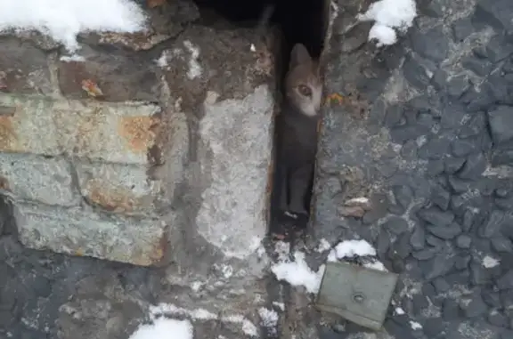 Найдена рыжая кошка на пр. Героев-североморцев, Мурманск