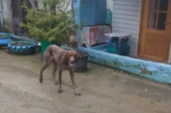 Найдена собака, Шепси, фото: Найден худой кобель с ошейником на Набережной