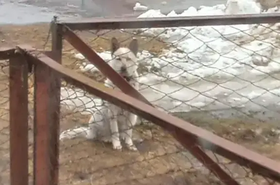 Собака найдена: Девочка, светлый окрас, 61Н-686, Токарево.