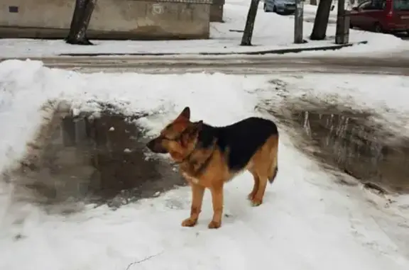 Найдена собака на ул. Толмачёва, 7 в Смоленске